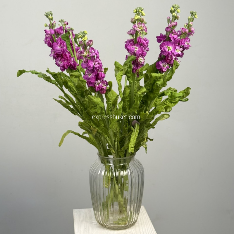 Маттиола, 10 шт